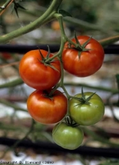 pepMV_tomate_DB_433_134bis