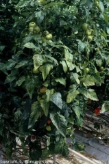 De nombreuses feuilles de cette plante présentent des folioles plus ou moins chlorotiques, la virose est maintenant bien en place. <b>Virus de la chlorose de la tomate</b> (<i>Tomato chlorosis virus</i>, ToCV)