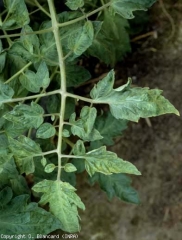 <b>Virus de la mosaïque de la tomate</b> (<i>Tomato mosaic virus</i>, ToMV)