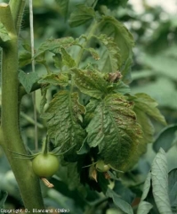 De nombreuses lésions nécrotiques, de petites dimensions, entrainent le jaunissement du limbe de ces folioles et lui confèrent une teinte bronze<b>Virus du flétrissement en taches de la tomate</b> (<i>Tomato spotted wilt virus</i>, TSWV)