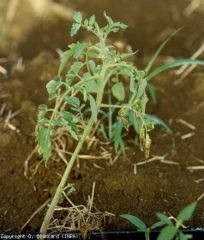 En flétrissant, les folioles ont une tendance à s'incurver vers le haut. Ce symptôme est dénommé : épinastie. <b><i>Ralstonia solanacearum</i></b> (flétrissement bactérien, bacterial wilt)