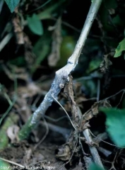 <b><i>Sclerotinia sclerotiorum</i></b> (sclérotiniose, white mold)