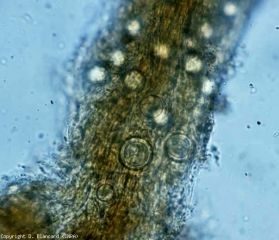 Plusieurs oospores sont visibles dans le cortex de cette racine. <b><i>Pythium</i> spp.</b> (fonte des semis, pourritures racinaires et basales, damping-off, foot and root rot, buckeye rot)