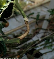 Une fois installée dans la tige, <b><i>Botrytis cinerea</i></b> s'y développe continuellement. A terme, les chancres peuvent ceinturer cet organe sur plusieurs centimètres (moisissure grise, grey mold).