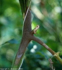 botrytis_tomate_DB_760_575