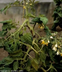 Sur cette tige, plusieurs lésions noirâtres et irrégulières sont en train de s'étendre. <b><i>Pseudomonas corrugata</i></b> (moelle noire, tomato pith necrosis)