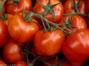 pepmv_tomate_DB_745_134bis