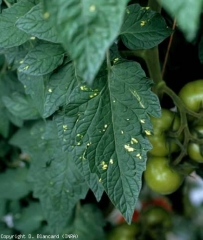 Dans ce cas, des secteurs très limités du limbe jaunissent sous la forme de taches de forme plutôt irrégulière. <b>Virus de la mosaïque du pépino</b> (<i>Pepino mosaic virus</i>, PeMV)