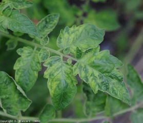 Une mosaïque plutôt chlorotique et légèrement déformante  est bien en place sur cette feuille de tomate. <b>Virus de la mosaïque te la tomate</b> (ToMV)