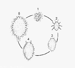 cochenille_Figure37_tomate_DB_827