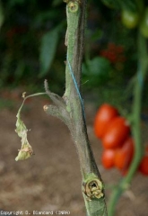 Pectobacterium_Tomate4