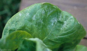 Quelques taches poudreuses blanches parsèment le limbe de cette feuille de laitue. <b><i>Golovinomyces cichoracearum</i> var. <i>cichoracearum</i></b> (oïdium, "powdery mildew")