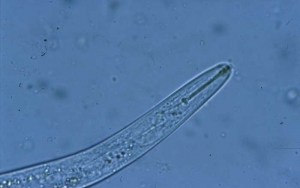 Paratylenchus496