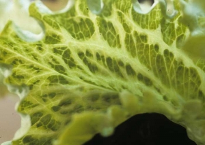 A terme, de larges bandes de tissus bordant les nervures sont affectées, conférant au limbe son aspect "grosses nervures". <b><i>Mirafiori lettuce big-vein virus</i></b>
(MLBVV, virus des grosses nervures de la laitue)