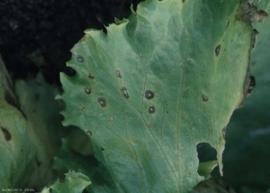 Les taches, d'abord humides, brunissent rapidement ; une zone centrale reste claire. <b><i>Cercospora longissima</i></b> (cercosporiose, <i>cercospora</i> leaf spot)