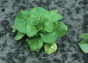 Cette jeune laitue montre plusieurs taches chlorotiques sur les feuilles basses. <b><i>Bremia lactucae</i></b> (mildiou de la salade, downy mildew)