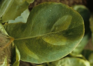 Sur cette feuille, on distingue bien l'évolution possible de taches de mildiou sur jeune plantule. Elles sont d'abord vert pâle, puis elles prennent progressivement une teinte jaune. On note aussi un discret duvet blanc à la surface du limbe. Leur contour est généralement délimité par les nervures. <b><i>Bremia lactucae</i></b> (mildiou de la salade, downy mildew)