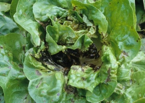 En présence d'eau libre durant une période prolongée, il n'est pas rare que les feuilles du c&oelig;ur et de la pomme pourrissent entièrement.
<b>Diverses bactéries</b>