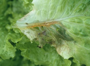 Un discret duvet gris clair est en train de couvrir progressivement cette large tache humide et nécrosée. <b><i>Botrytis cinerea</i></b> ("grey mold")
