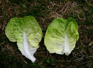 Sur la feuille malade (à gauche), on distingue bien un épaississement de certaines nervures et la déformation du limbe, ceci comparativement à la feuille témoin située à droite.  <b><i>Mirafiori lettuce big-vein virus</i></b> (MLBVV, virus des grosses nervures de la laitue)