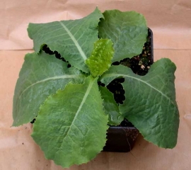 Lactuca_virosa_salade_BM_699