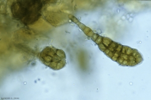 alternaria_3