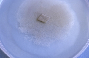 <i><b>Trichothecium roseum</b></i> : aspect d'une colonie sur milieu malt-agar.