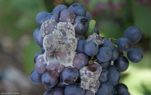 Sur cette grappe atteinte par <b><i>Botrytis cinerea</i></b>, une des baies porte également des coussinets sporifères bleuâtres d'un <i><b>Penicillium</i> sp</b>.