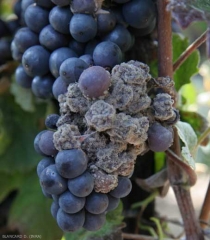 La moisissure grise observable sur cette grappe de cépage noir est constituée de conidiophores en houppes et des conidies de <i><b>Botrytis cinerea</b></i>.