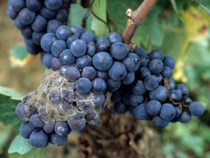 Sur cépage noir, l'attaque par <b><i>Botrytis cinerea</i></b> des baies de raisin leur confère une couleur brun-rougeâtre. A cela s'ajoute la présence d'une moisissure grise caractéristique à la surface de celles-ci. 