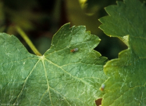 La présence de nombreuses <b>drosophiles</b> dans les vignes caractérise la manifestation de  la <b>pourriture acide</b>. 