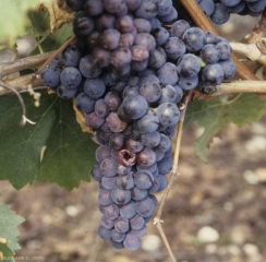 Sur cépage noir, les baies contaminées par la <b>pourriture acide</b> prennent une coloration rougeâtre. 