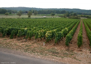 Exemple de parcelle dont certains ceps présentent les symptômes du <b>Court noué</b>. Notez la répartition des ceps malades en foyer.<i>Grapevine fan leaf virus</i> (GFLV)