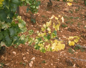 Les feuilles de ce rameau atteint de court noué montrent des intensités et des répartitions variées de jaunissements sur le limbe <i>Grapevine fan leaf virus</i> (GFLV)