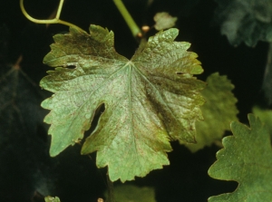 Le cuivre peut s'avérer phytotoxique sur vigne dans certaines conditions. Cela a été le cas sur cette feuille qui est maintenant superficiellement brûlée, déformée, et qui à pris une teinte bronzée aux endroits touchés.  <b>Phytotoxicité au cuivre</b>