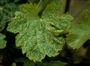 Les  portions de nervures présentant un jaunissement se sont nécrosées, ce qui a entraîné une déformation du limbe au cours de son développement. <b>Phytotoxicité </b>