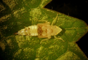 <i><b>Scaphoideus titanus</b></i> au stade larvaire L5.