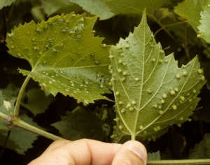 Gallicole <i> Daktulosphaira vitifoliae </i> attacco a una vite americana.  Presenza di galle nella parte inferiore dovute a punture di insetti.