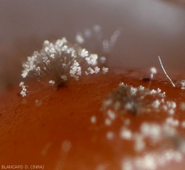 Sulla superficie di questo acino sono visibili ciuffi di conidiofori di <b> <i> Botrytis cinerea </i> </b>.