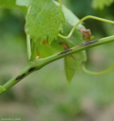 Lesioni precoci del marciume nero sul ramoscello.  Hanno una tinta da marrone a nera e gradualmente diventano necrotiche.  <i> <b> Guignardia bidwellii </b> </i>