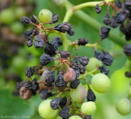 La maggior parte delle bacche di questo grappolo sono ora avvizzite e mummificate;  presentano inoltre un colore nerastro piuttosto caratteristico.  <i> <b> Guignardia bidwellii </b> </i> (marciume nero)