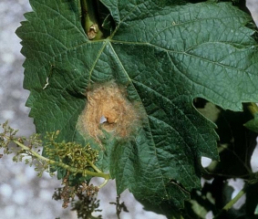 Grande macchia necrotica beige, più scura alla periferia, progressivamente necrotizzante.  <b> <i> Botrytis cinerea </i> </b> (marciume grigio)