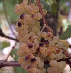 Diverse bacche di questi pochi grappoli contigui sono più o marroni e stagionate.  <i> <b> Alternaria </i> sp. </b>