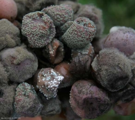 Vicino alle bacche di botrytis, ci sono diverse bacche particolarmente colpite dal marciume blu causato da <b> <i> Penicillium expansum </i> </b>.  Le bacche più o meno avvizzite sono ricoperte da cuscinetti spesso vecchi sporigeni di colore grigio-verde scuro.