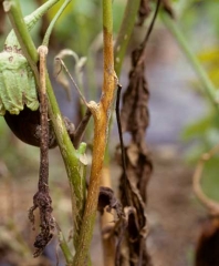 <i><b>Botrytis cinerea</b></i> s'est installé dans la tige à partir d'une blessure ou d'une feuille entièrement dégradée. Il s'y développe  progressivement, occasionnant un chancre qui la ceinture sur plusieurs centimètres (moisissure grise, grey mold)