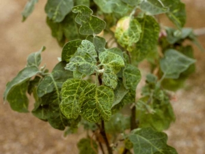 <b>Virus de la marbrure et du rabougrissement de l'aubergine</b> (<i>Eggplant mottled dwarf virus</i>, EMDV) sur aubergine11