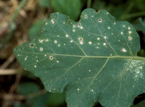 En vieillissant, ces petites taches se dessèchent complètement et le limbe finit par tomber, laissant apparaître un trou. <i><b>Stemphylium solani</b></i> (stemphyliose, grey leaf spot)