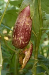 <b>Thrips</b> sur aubergine11