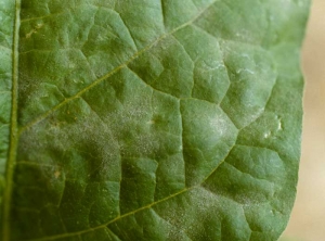 <b><i>Oidium</i> sp.</b> (oïdium, powdery mildew) sur aubergine1