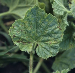 De nombreuses taches brunes plus ou moins nécrotiques couvrent maintenant le limbe qui est quelque peu déformé.
<i><b>Cladosporium cucumerinum</b></i>